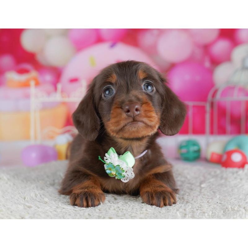 販売中ののミニチュアダックスフンド(ロングヘアード)-438909