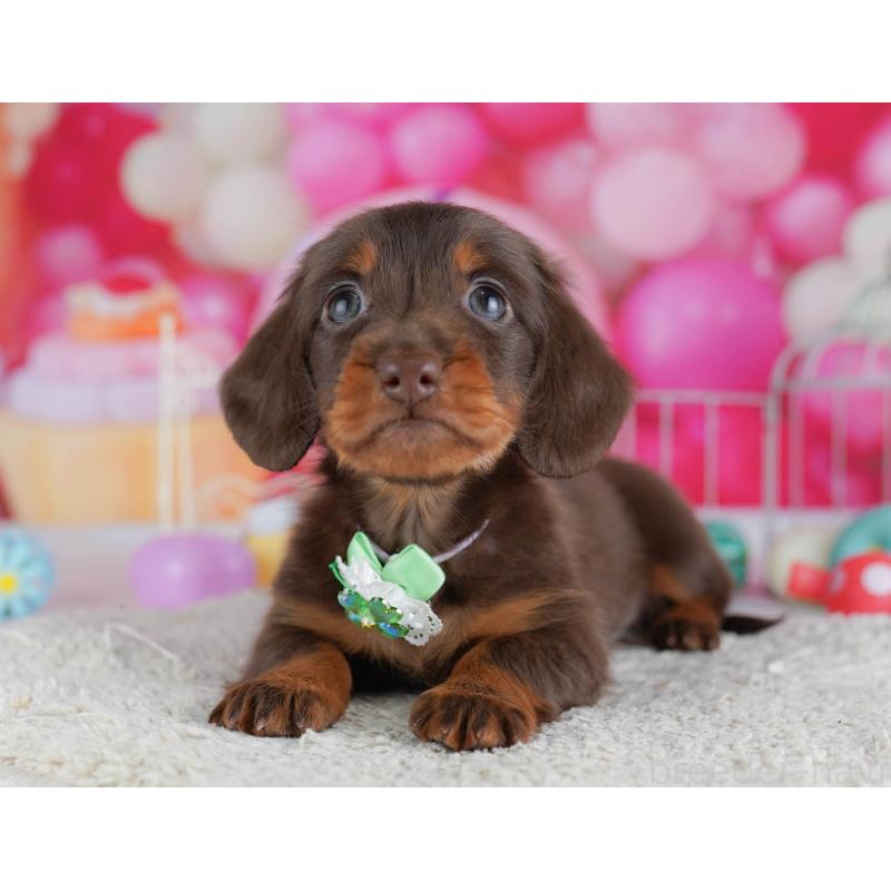 販売中の千葉県のミニチュアダックスフンド(ロングヘアード)-438909の11枚目