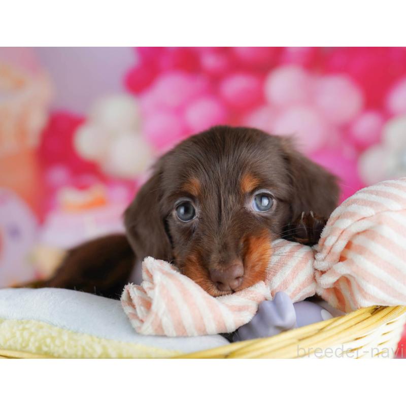 販売中の千葉県のミニチュアダックスフンド(ロングヘアード)-438909の10枚目