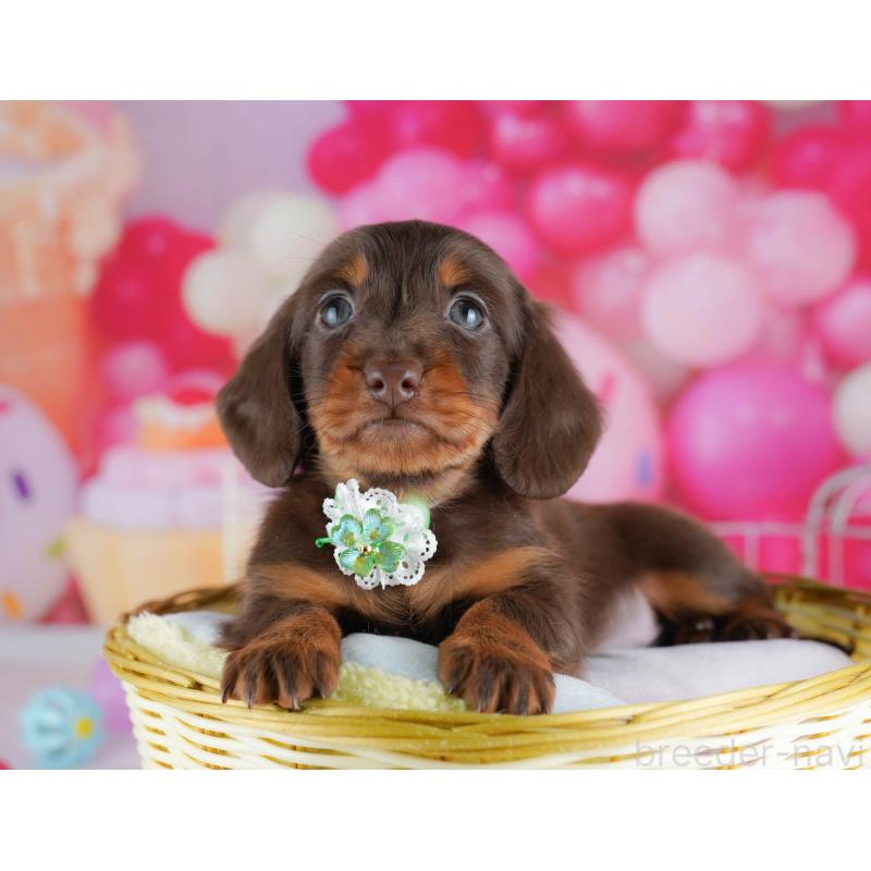 販売中の千葉県のミニチュアダックスフンド(ロングヘアード)-438909の9枚目