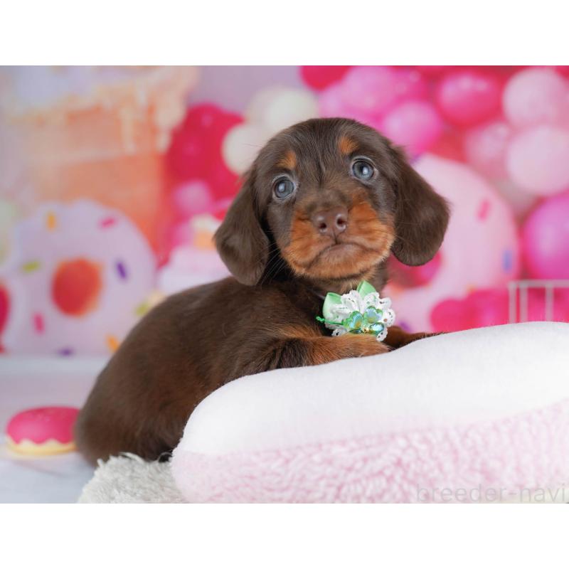 販売中の千葉県のミニチュアダックスフンド(ロングヘアード)-438909の8枚目