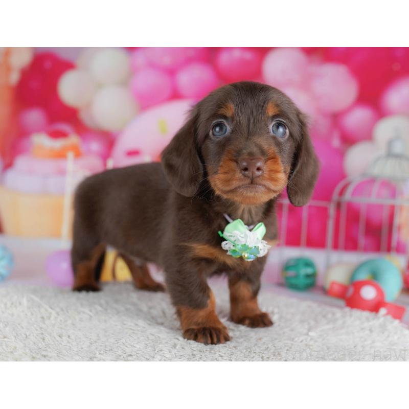 販売中の千葉県のミニチュアダックスフンド(ロングヘアード)-438909の7枚目