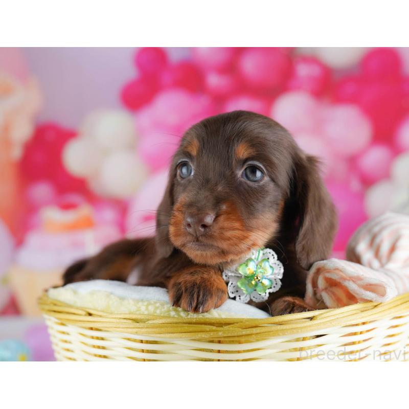 販売中の千葉県のミニチュアダックスフンド(ロングヘアード)-438909の6枚目