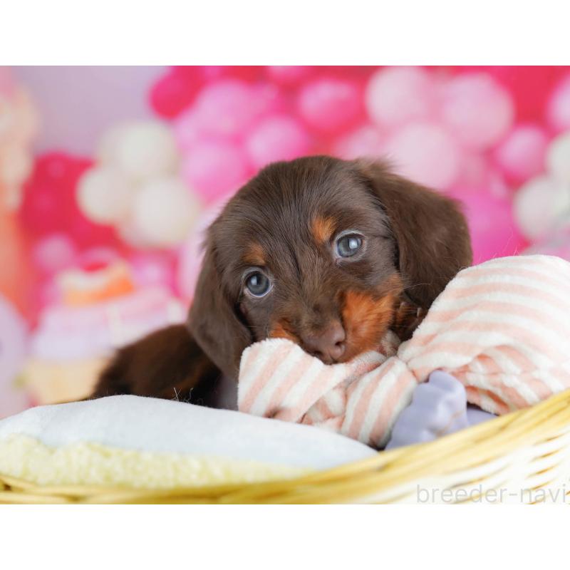 販売中の千葉県のミニチュアダックスフンド(ロングヘアード)-438909の5枚目