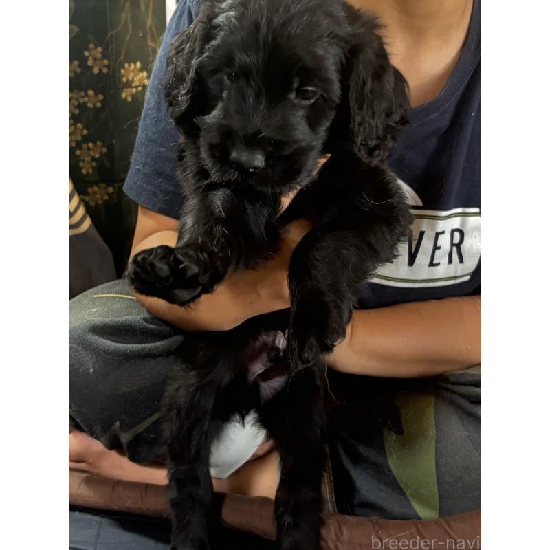 販売中の兵庫県のゴールデンドゥードル:ゴールデンレトリーバー×プードル-438883