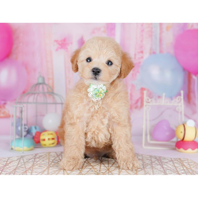 販売中の千葉県のトイプードル-438907