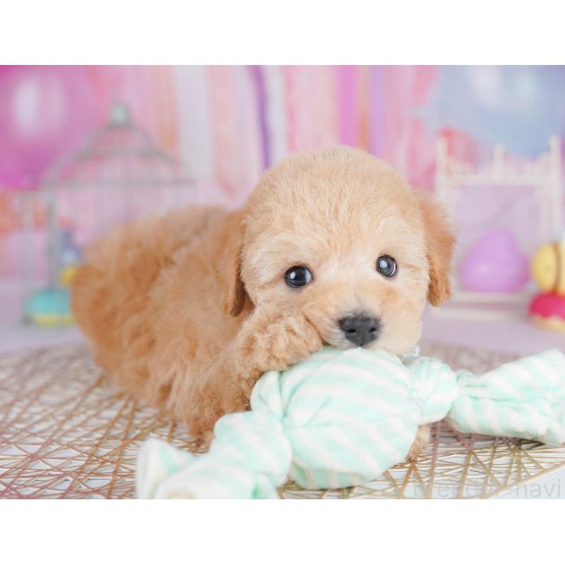 販売中の千葉県のトイプードル-438907の11枚目