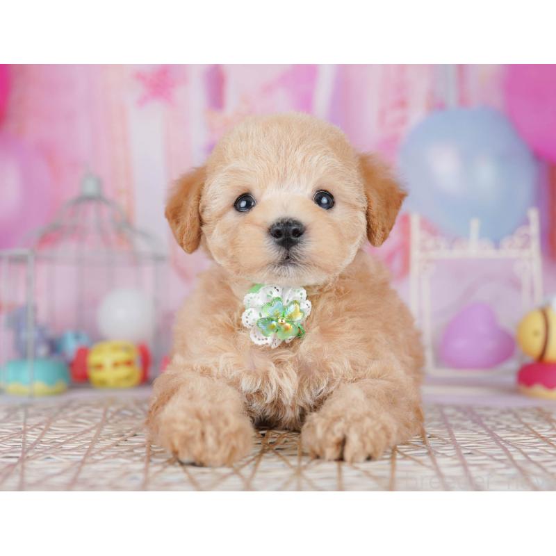 販売中の千葉県のトイプードル-438907の10枚目