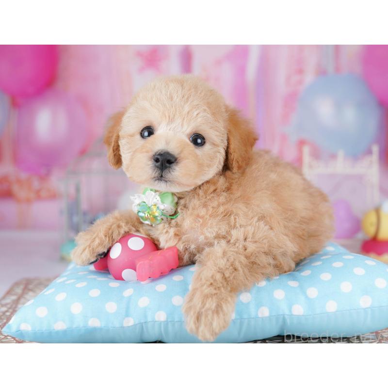 販売中の千葉県のトイプードル-438907の9枚目