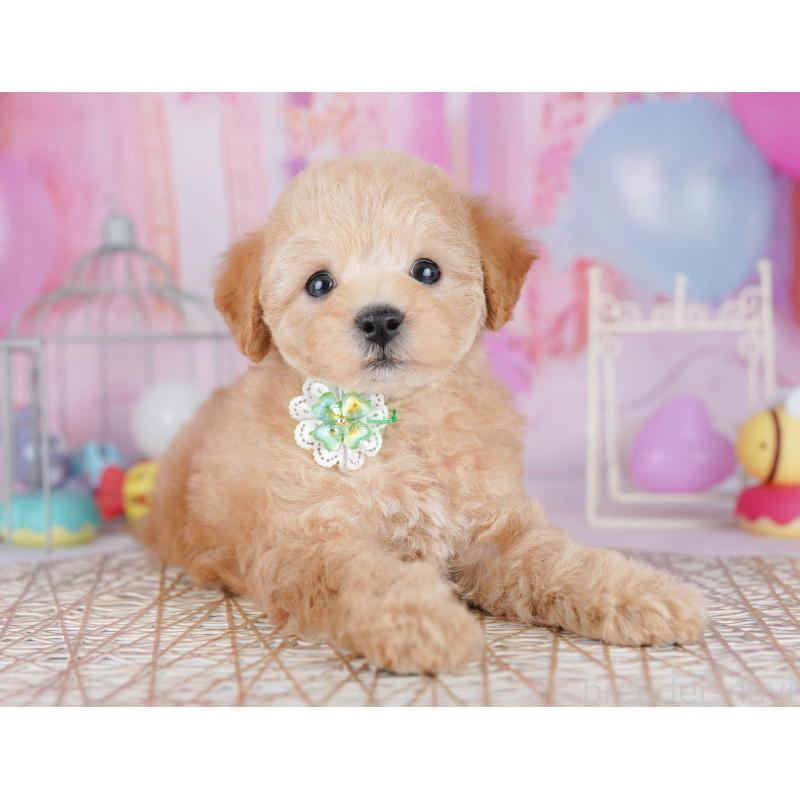 販売中の千葉県のトイプードル-438907の8枚目