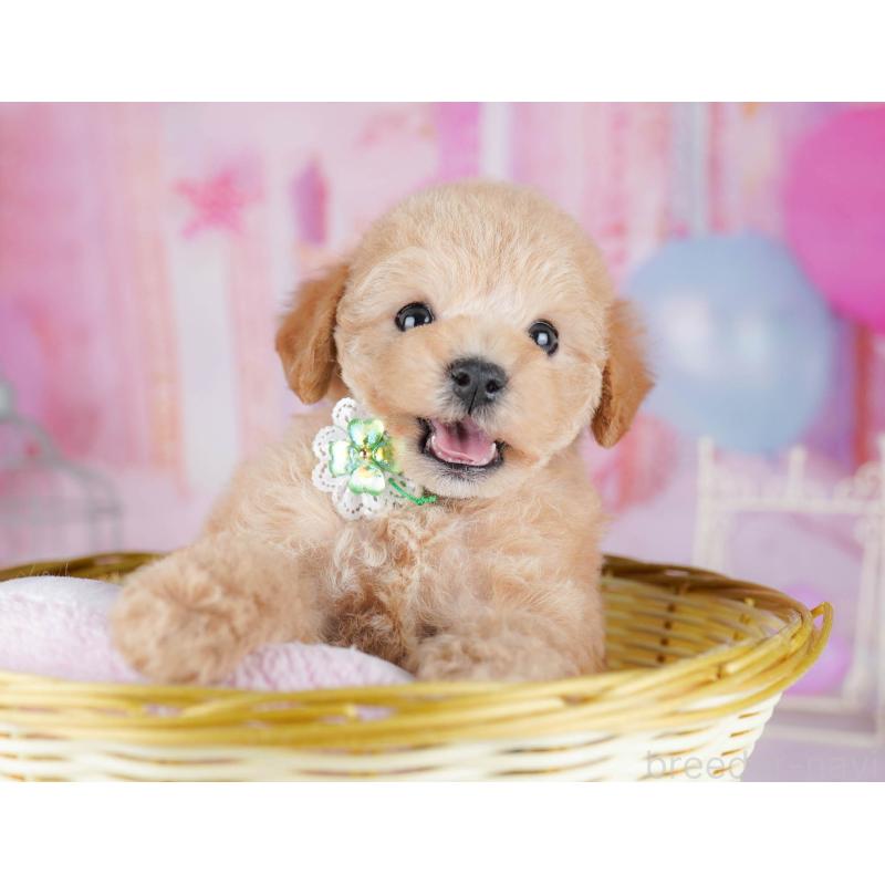 販売中の千葉県のトイプードル-438907の7枚目