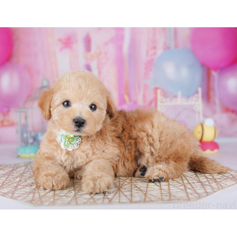 販売中の千葉県のトイプードル-438907の6枚目