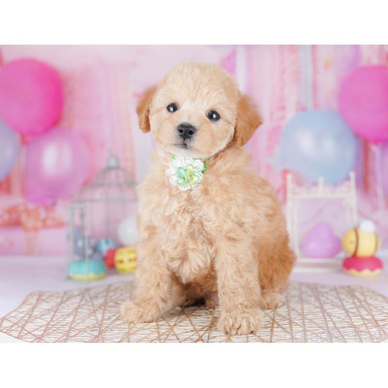 販売中の千葉県のトイプードル-438907の5枚目