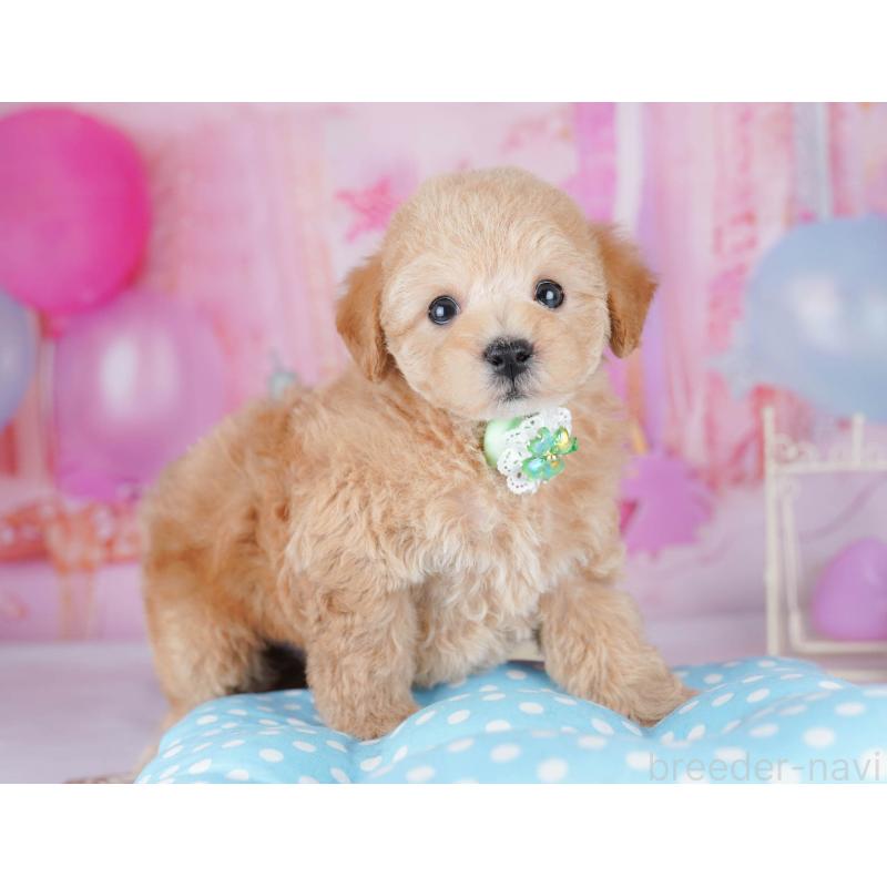 販売中の千葉県のトイプードル-438907の4枚目