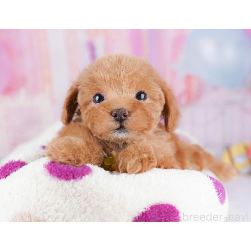 販売中の千葉県のトイプードル-438906の1枚目