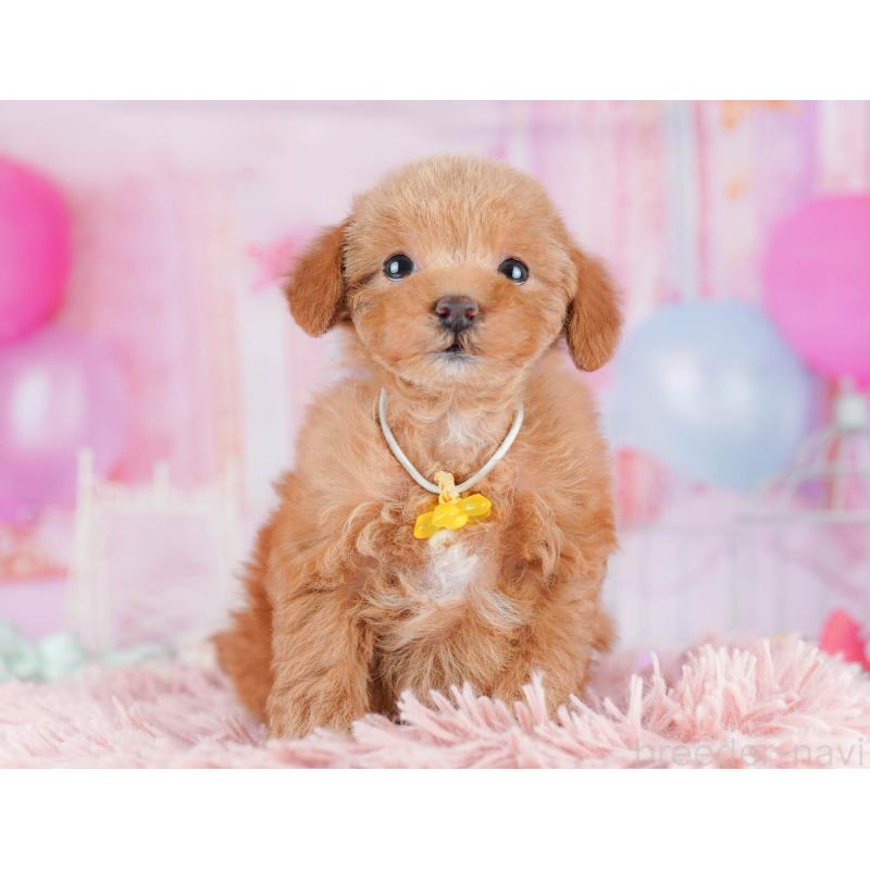 販売中の千葉県のトイプードル-438906の11枚目