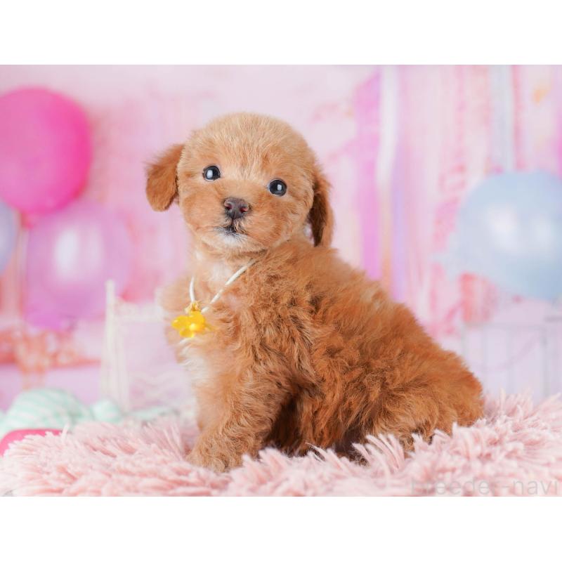 販売中の千葉県のトイプードル-438906の9枚目