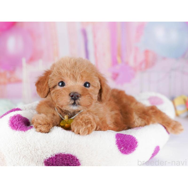 販売中の千葉県のトイプードル-438906の7枚目