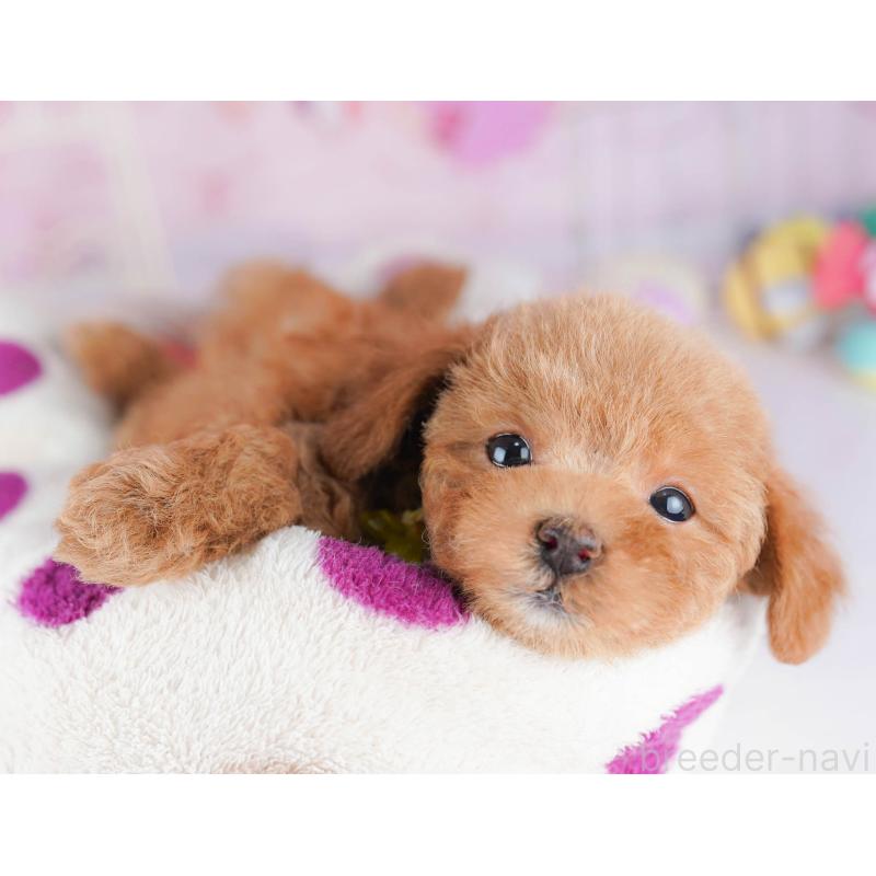 販売中の千葉県のトイプードル-438906の6枚目