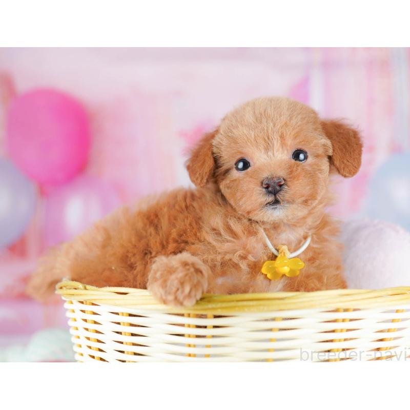 販売中の千葉県のトイプードル-438906の5枚目