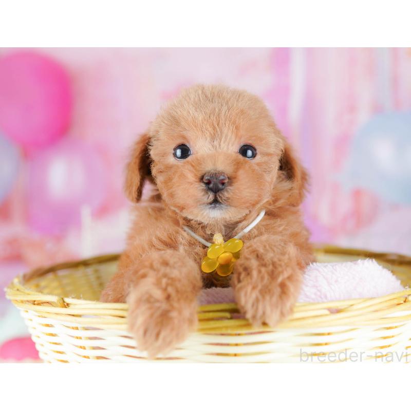 販売中の千葉県のトイプードル-438906の3枚目