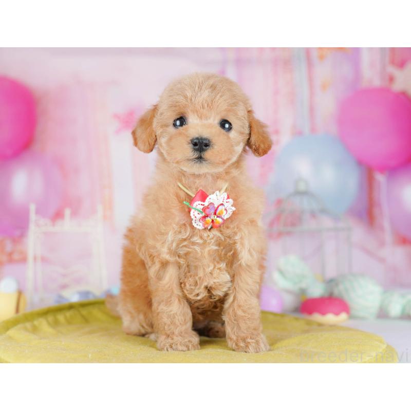 販売中の千葉県のトイプードル-438904の11枚目