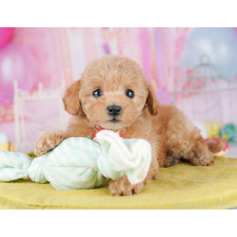 販売中の千葉県のトイプードル-438904の10枚目