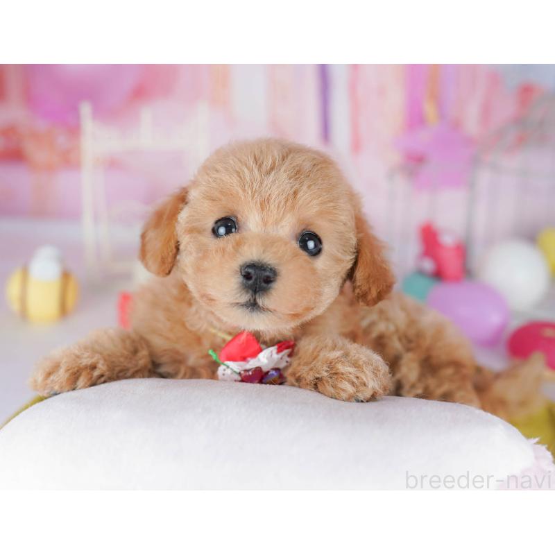 販売中の千葉県のトイプードル-438904の9枚目