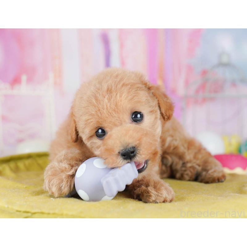 販売中の千葉県のトイプードル-438904の8枚目