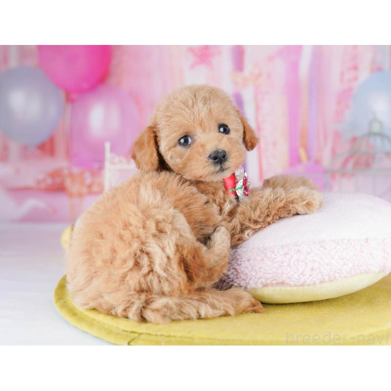 販売中の千葉県のトイプードル-438904の6枚目