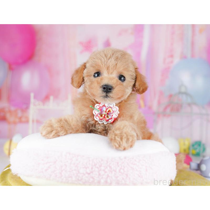 販売中の千葉県のトイプードル-438904の5枚目