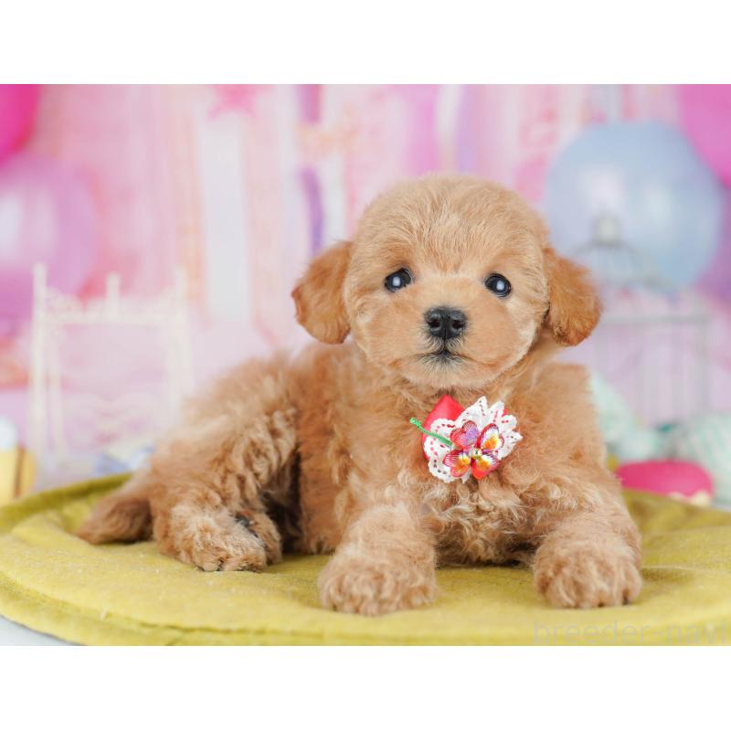 販売中の千葉県のトイプードル-438904の4枚目