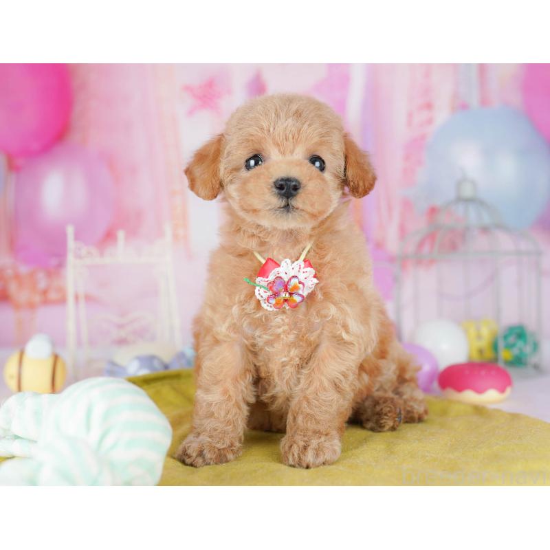 販売中の千葉県のトイプードル-438904の3枚目