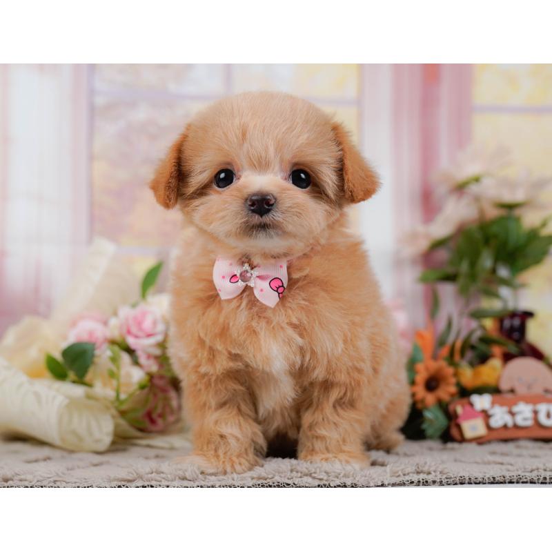 販売中の神奈川県のチワプー:チワワ×トイプードル-439003の13枚目