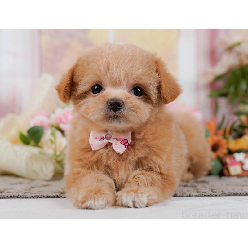 販売中の神奈川県のチワプー:チワワ×トイプードル-439003の12枚目