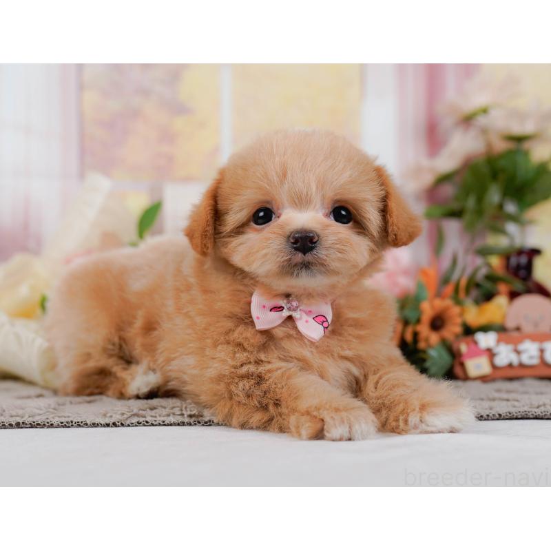 販売中の神奈川県のチワプー:チワワ×トイプードル-439003の11枚目