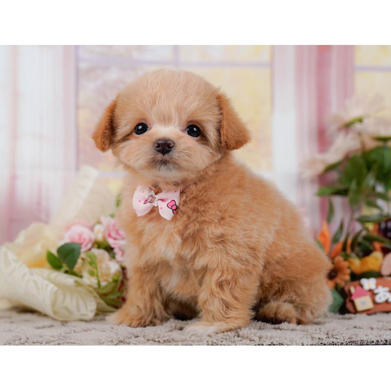 販売中の神奈川県のチワプー:チワワ×トイプードル-439003の9枚目