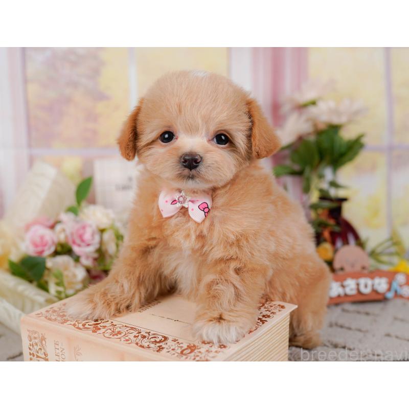 販売中の神奈川県のチワプー:チワワ×トイプードル-439003の8枚目