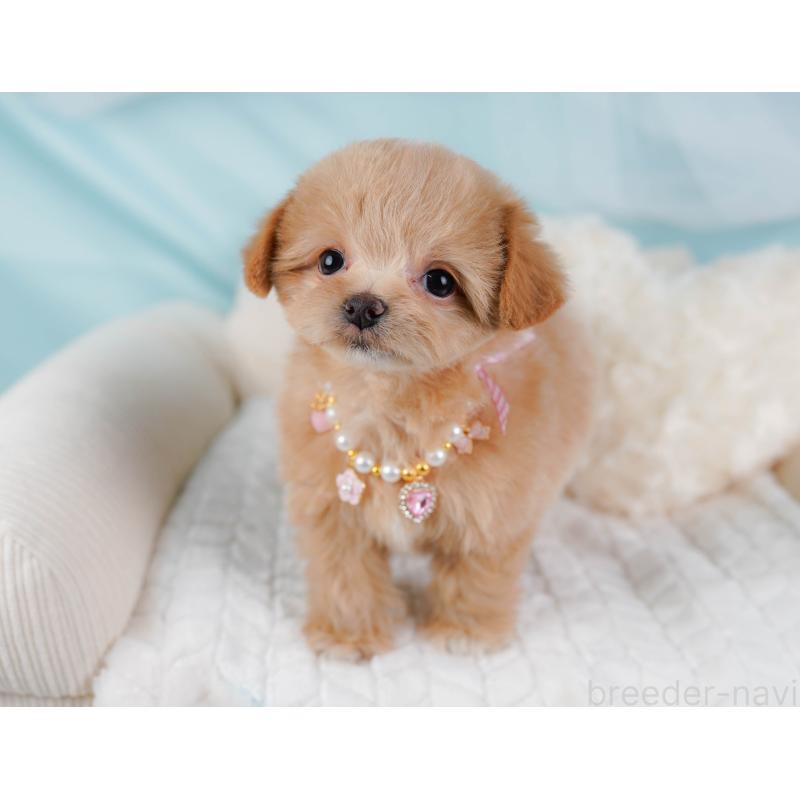 販売中の神奈川県のチワプー:チワワ×トイプードル-439003の6枚目