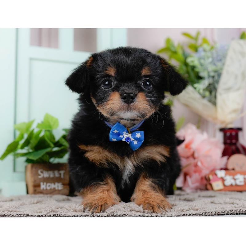 販売中の神奈川県のチワプー:チワワ×トイプードル-439006の13枚目