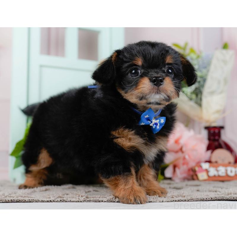 販売中の神奈川県のチワプー:チワワ×トイプードル-439006の12枚目