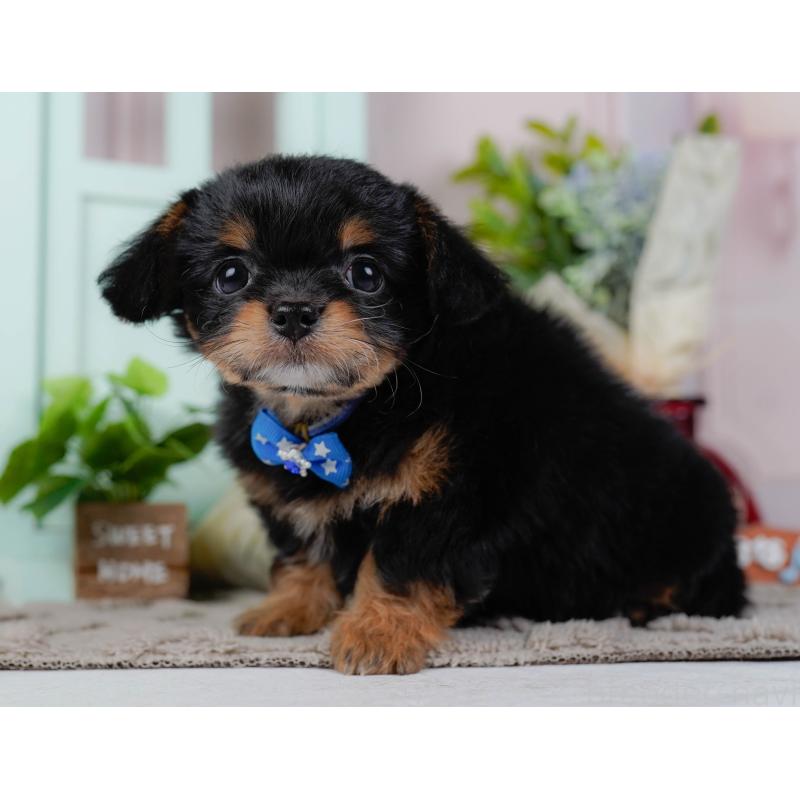 販売中の神奈川県のチワプー:チワワ×トイプードル-439006の10枚目