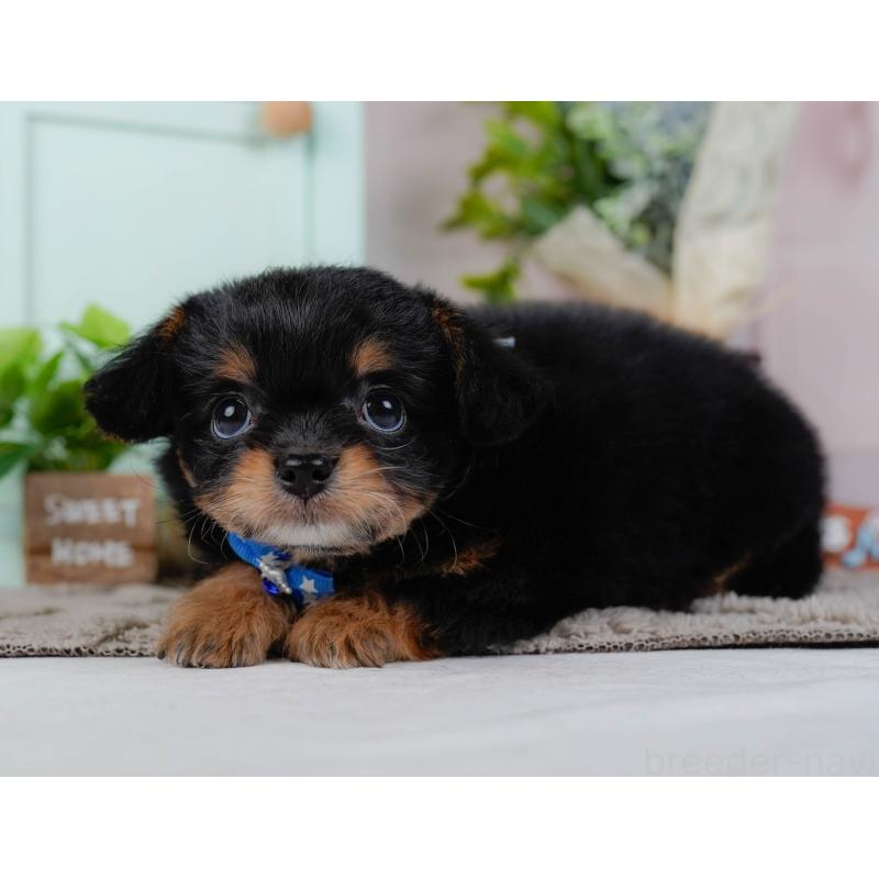 販売中の神奈川県のチワプー:チワワ×トイプードル-439006の9枚目