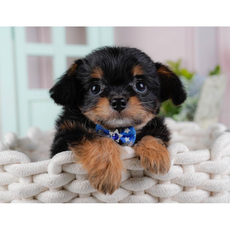 販売中の神奈川県のチワプー:チワワ×トイプードル-439006の8枚目