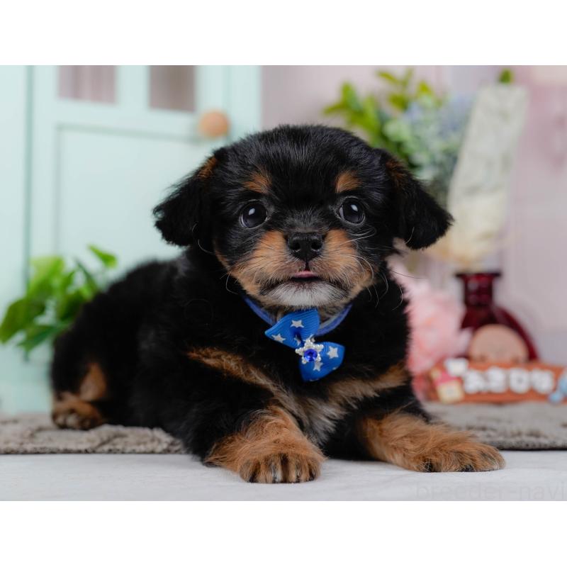 販売中の神奈川県のチワプー:チワワ×トイプードル-439006の7枚目