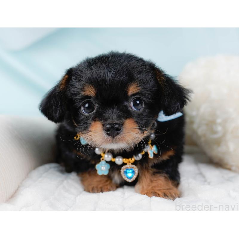 販売中の神奈川県のチワプー:チワワ×トイプードル-439006の6枚目