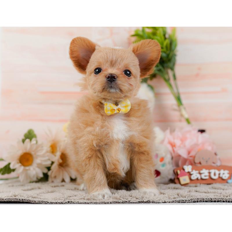 販売中の神奈川県のチワプー:チワワ×トイプードル-439007の13枚目