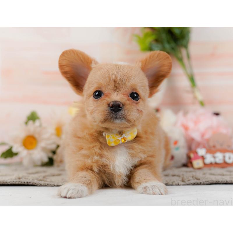 販売中の神奈川県のチワプー:チワワ×トイプードル-439007の12枚目