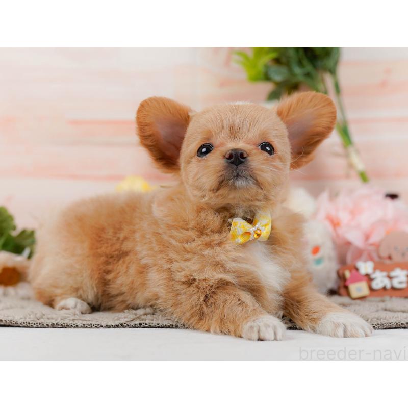 販売中の神奈川県のチワプー:チワワ×トイプードル-439007の11枚目