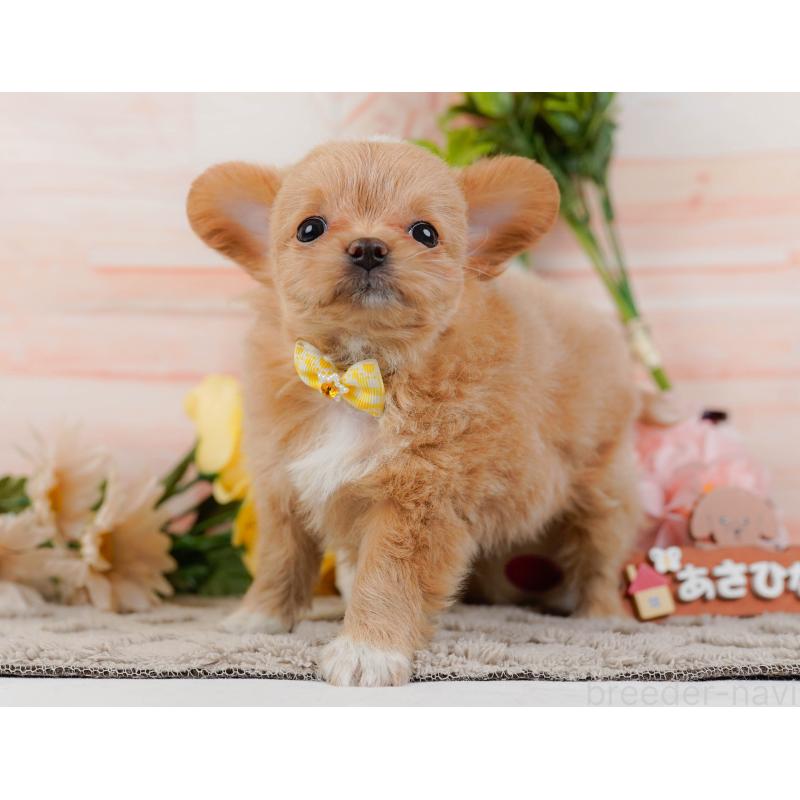 販売中の神奈川県のチワプー:チワワ×トイプードル-439007の10枚目